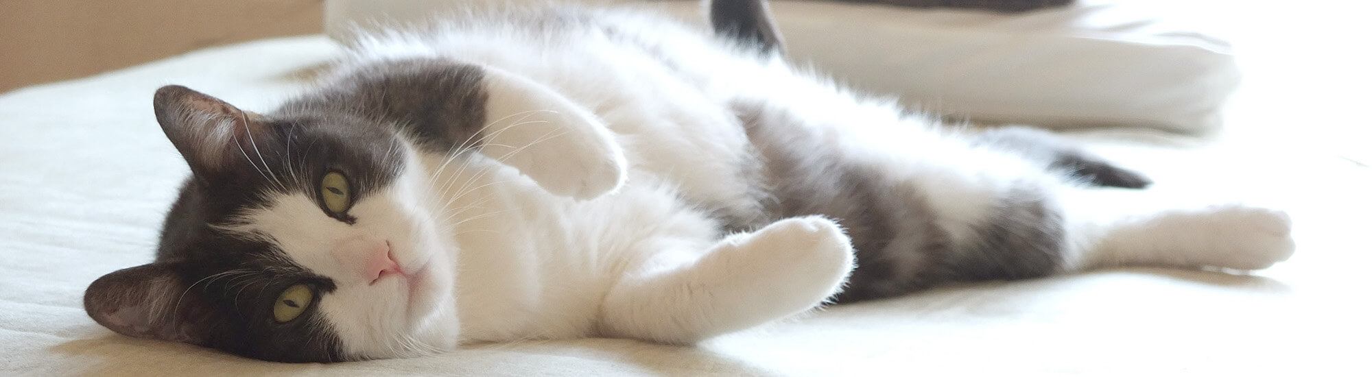 ねこ ペット 写真 ねこ ペット 写真