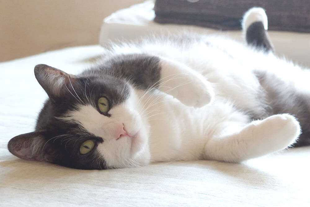 ねこ ペット 写真 ねこ ペット 写真