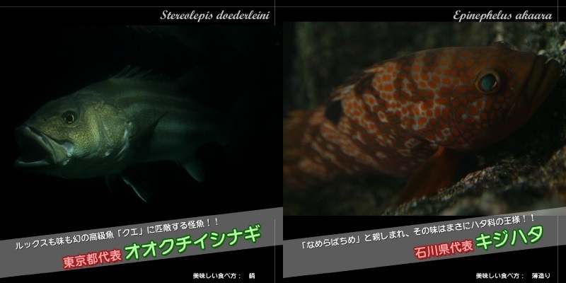 かんちょの作品 食卓に並ぶ魚たち 地方版 フォトブック フォト 写真 アルバム作成ならphotoback