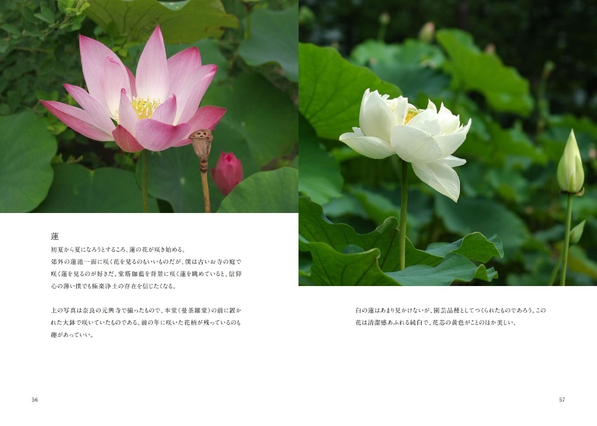 Jamjamの作品 初夏に咲く花 フォトブック フォト 写真 アルバム作成ならphotoback