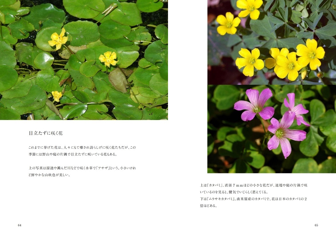 Jamjamの作品 初夏に咲く花 フォトブック フォト 写真 アルバム作成ならphotoback