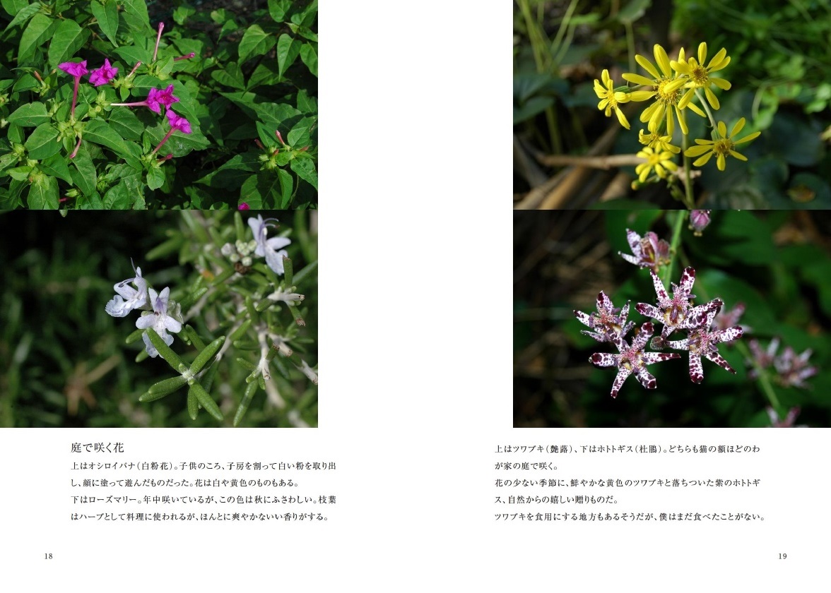 Jamjamの作品 夏 秋の花と紅葉 フォトブック フォト 写真 アルバム作成ならphotoback