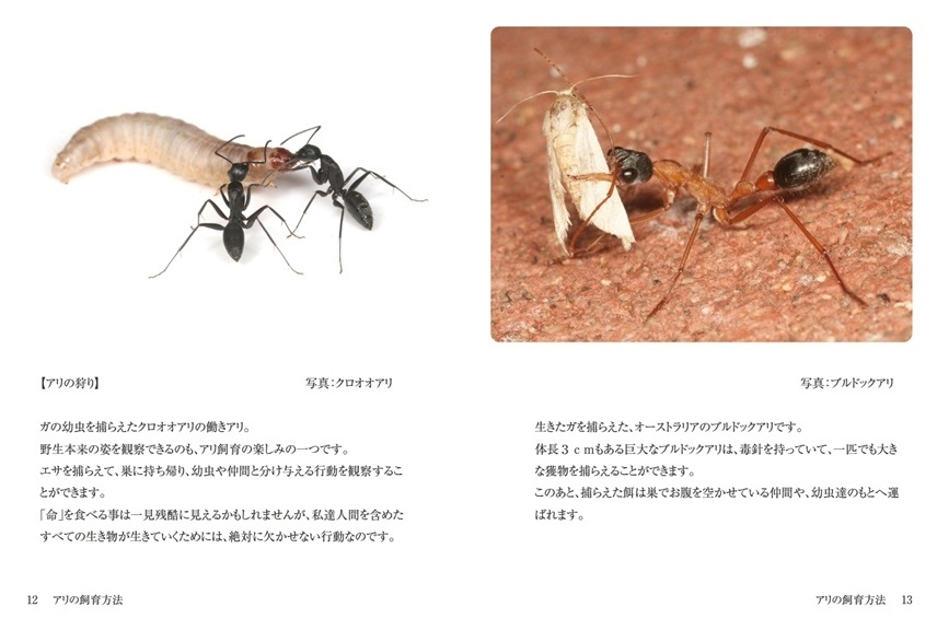 Antroomの作品 アリの飼育方法 フォトブック フォト 写真 アルバム作成ならphotoback