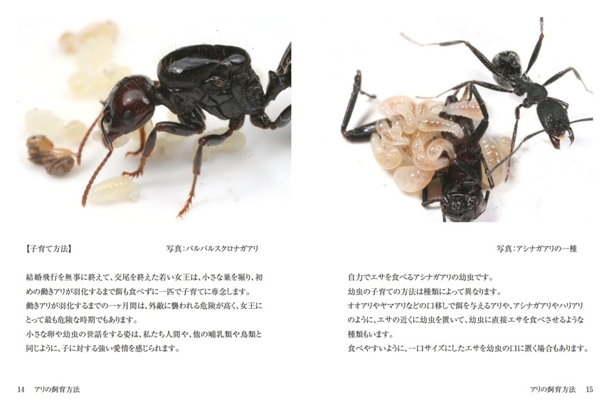 Antroomの作品 アリの飼育方法 フォトブック フォト 写真 アルバム作成ならphotoback