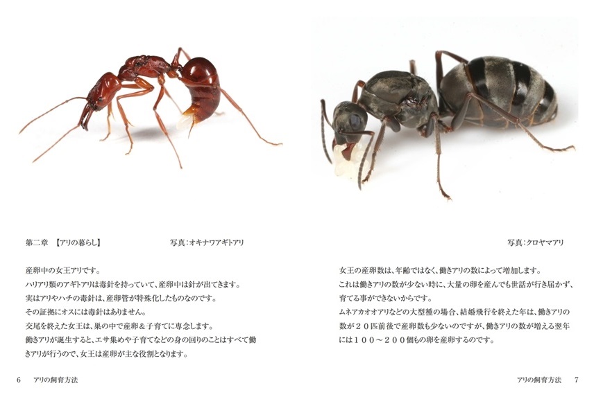 Antroomの作品 アリの飼育方法 フォトブック フォト 写真 アルバム作成ならphotoback