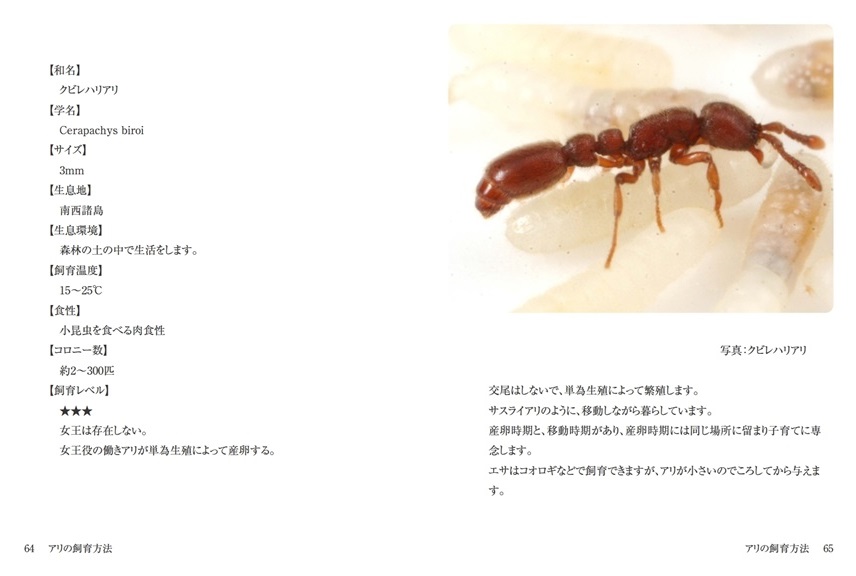 Antroomの作品 アリの飼育方法 フォトブック フォト 写真 アルバム作成ならphotoback