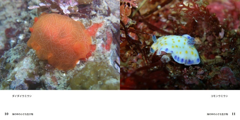 キャンサーの作品 海の中の小さな生き物 フォトブック フォト 写真 アルバム作成ならphotoback