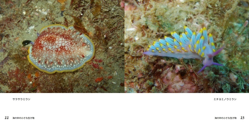 キャンサーの作品 海の中の小さな生き物 フォトブック フォト 写真 アルバム作成ならphotoback