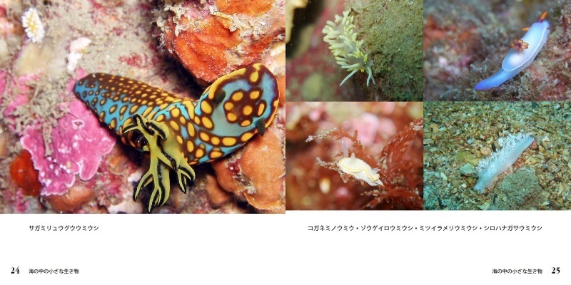 キャンサーの作品 海の中の小さな生き物 フォトブック フォト 写真 アルバム作成ならphotoback