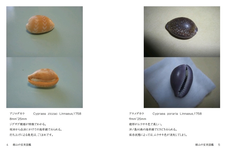 Sionecafeの作品 館山の宝貝図鑑 フォトブック フォト 写真 アルバム作成ならphotoback