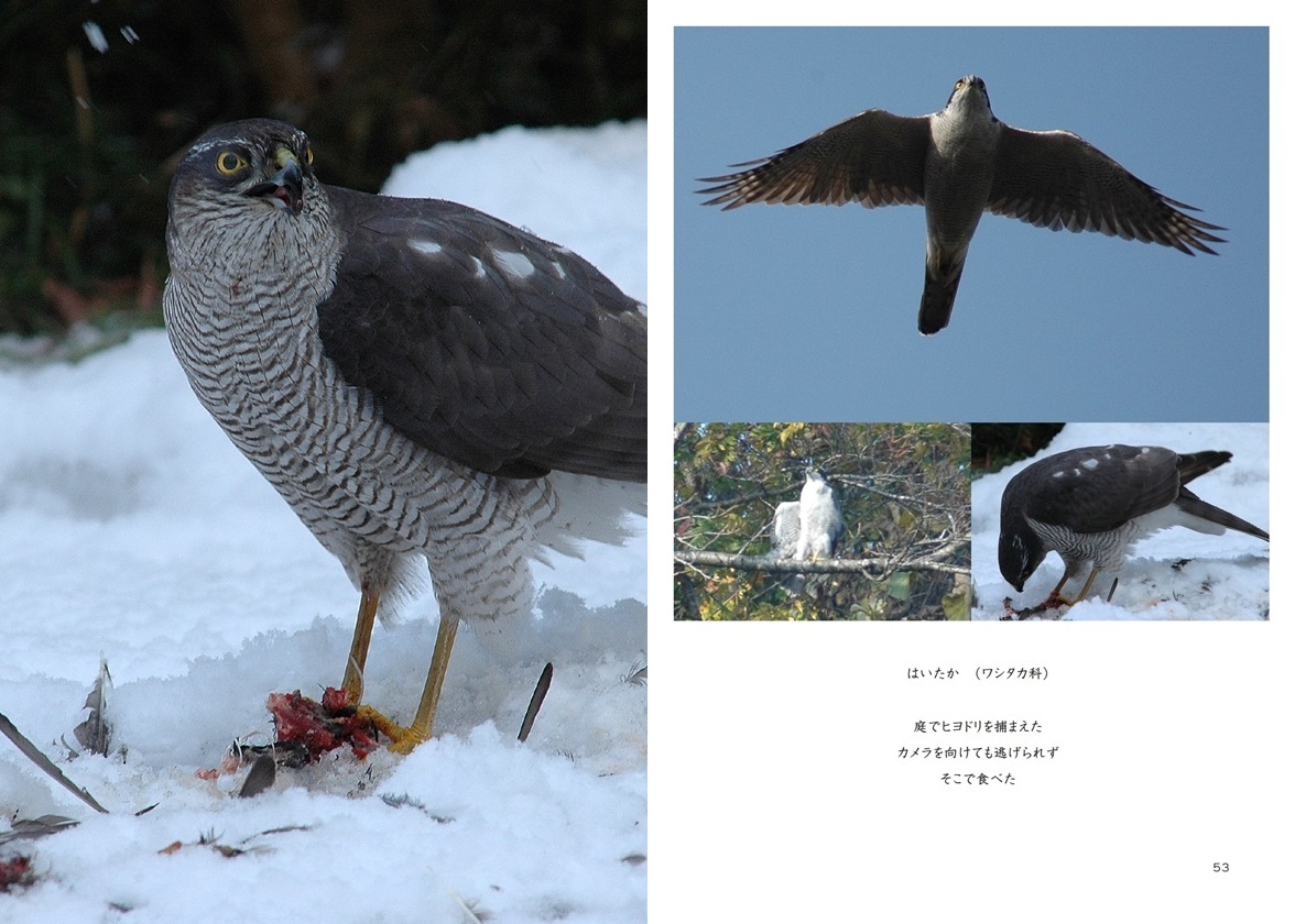 Kuropuukoの作品 とりがいっぱい フォトブック フォト 写真 アルバム作成ならphotoback
