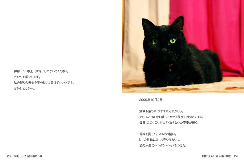向野桜の作品 向野じじ 猫年齢18歳 フォトブック フォト 写真 アルバム作成ならphotoback