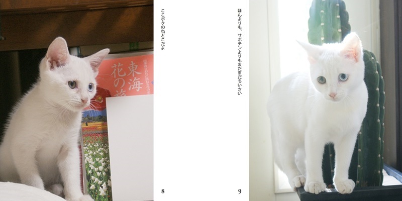 おいらの作品 「幸福を呼ぶ白い猫」 フォトブック・フォト（写真）アルバム作成ならPhotoback