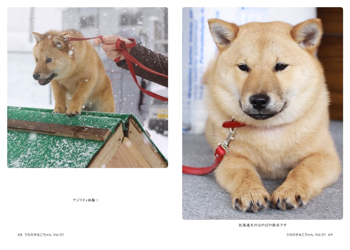 Mycoの作品 うちのきなこちゃん Vol 01 フォトブック フォト 写真 アルバム作成ならphotoback