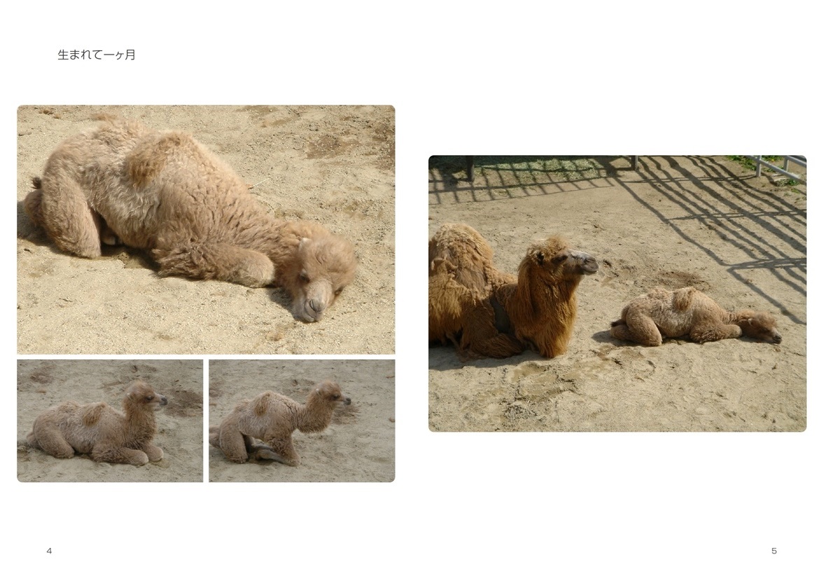 Korakuの作品 子らくだ トニー フォトブック フォト 写真 アルバム作成ならphotoback