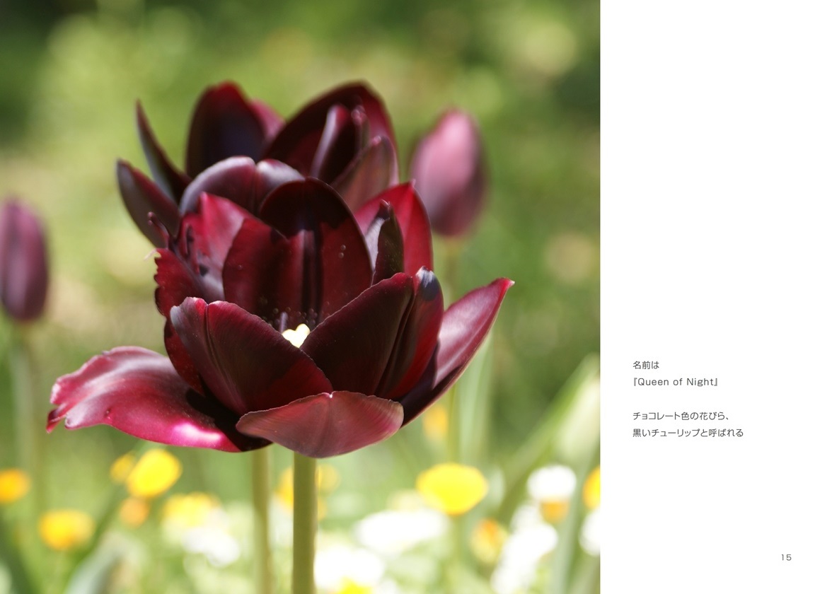 Parkの作品 Tulips フォトブック フォト 写真 アルバム作成ならphotoback