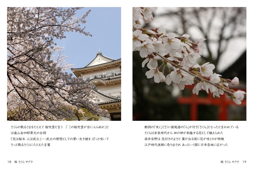 Parkの作品 桜 さくら サクラ フォトブック フォト 写真 アルバム作成ならphotoback