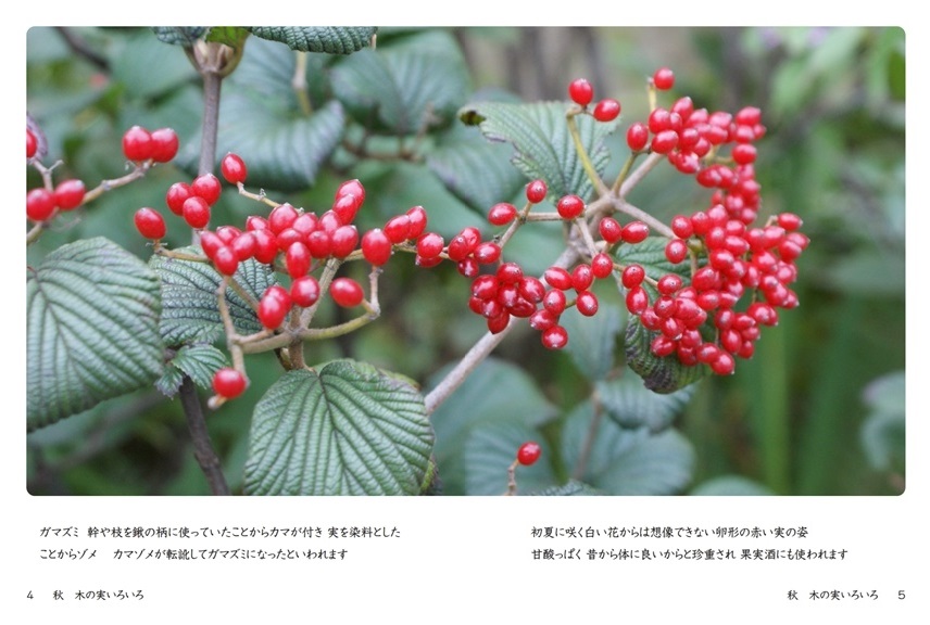 Parkの作品 秋 木の実いろいろ フォトブック フォト 写真 アルバム作成ならphotoback
