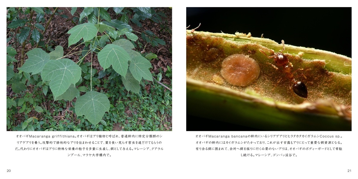 Ptilocerusの作品 双想の唄 フォトブック フォト 写真 アルバム作成ならphotoback