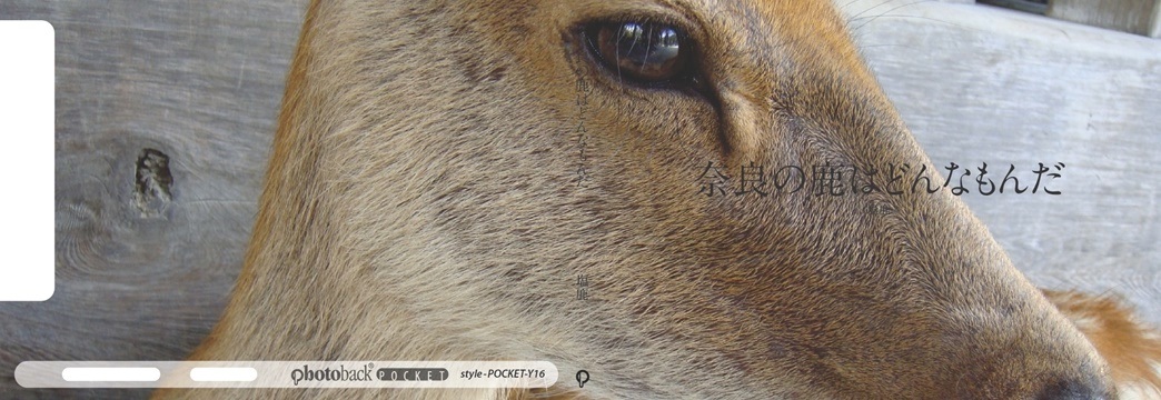 塩鹿の作品 奈良の鹿はどんなもんだ フォトブック フォト 写真 アルバム作成ならphotoback