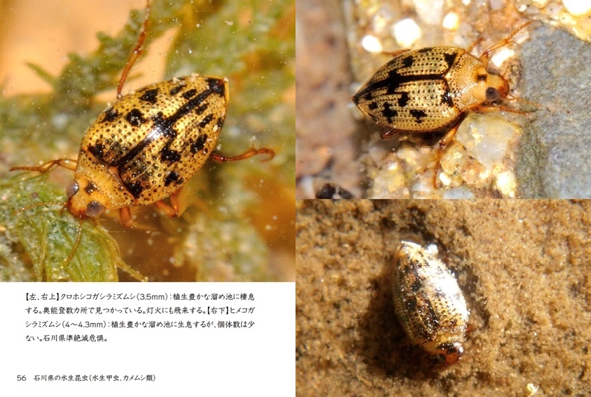 げんの作品 石川県の水生昆虫 水生甲虫 カメムシ類 フォトブック フォト 写真 アルバム作成ならphotoback