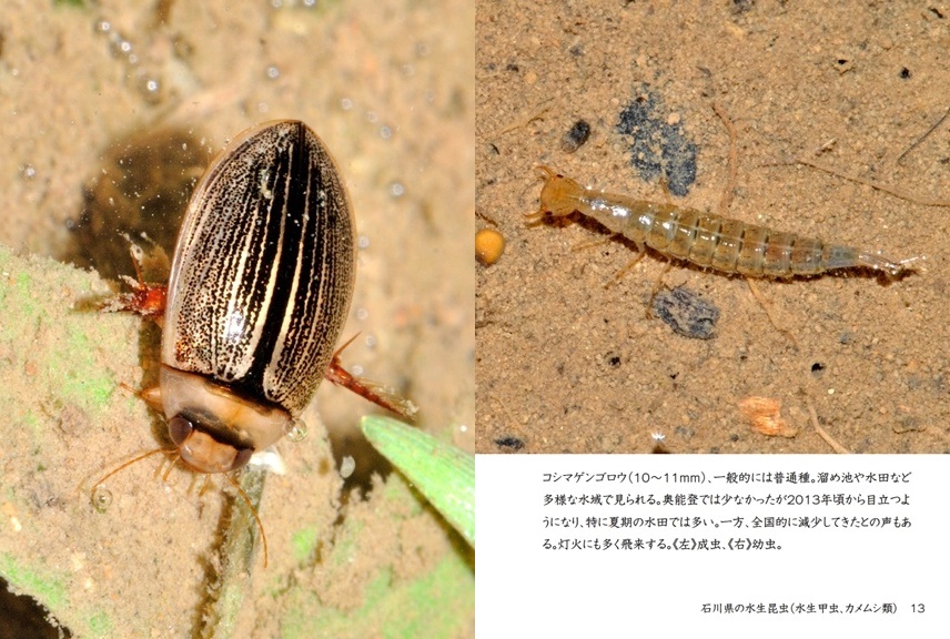 「石川県の水生昆虫（水生甲虫、カメムシ類）」| ジャンル：自然