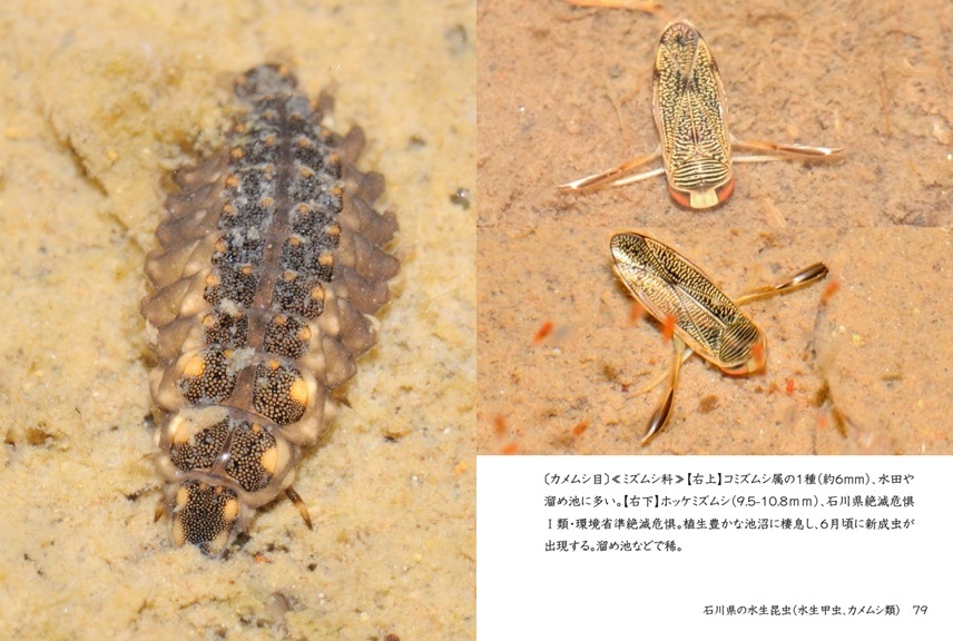 「石川県の水生昆虫（水生甲虫、カメムシ類）」| ジャンル：自然