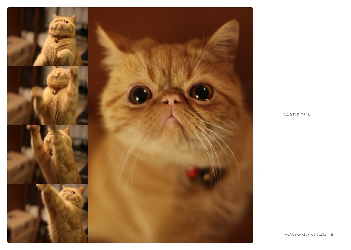 白崎シーラの作品 つぶれてないよ ぺちゃんこだよ フォトブック フォト 写真 アルバム作成ならphotoback
