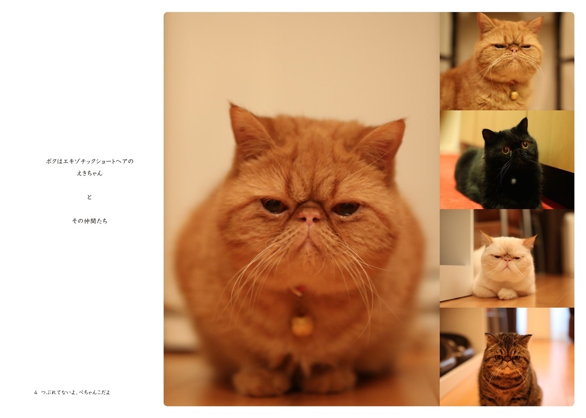 白崎シーラの作品 つぶれてないよ ぺちゃんこだよ フォトブック フォト 写真 アルバム作成ならphotoback