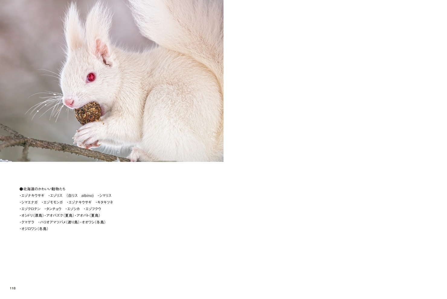 Satokenの作品 北海道のかわいい動物たち フォトブック フォト 写真 アルバム作成ならphotoback