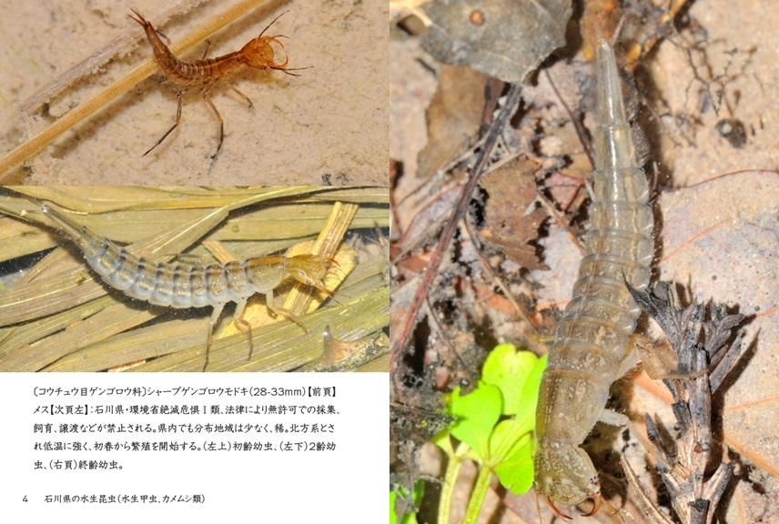 「石川県の水生昆虫（水生甲虫、カメムシ類）」| ジャンル：自然