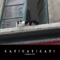 CAT!CAT!CAT!