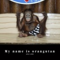 My name is orangutan