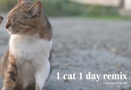 1 cat 1 day remix