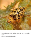 石川県の水生昆虫（水生甲虫、カメムシ類）