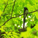  Birds Ⅲ