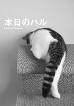 本日のハル