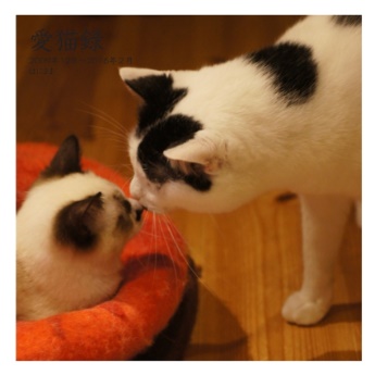 作品【愛猫】　写真３枚目・説明欄を参照の上、ご購入ください はにままの作品 「愛猫録」 | フォトブック・フォト（写真）アルバム