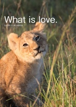 What is love.